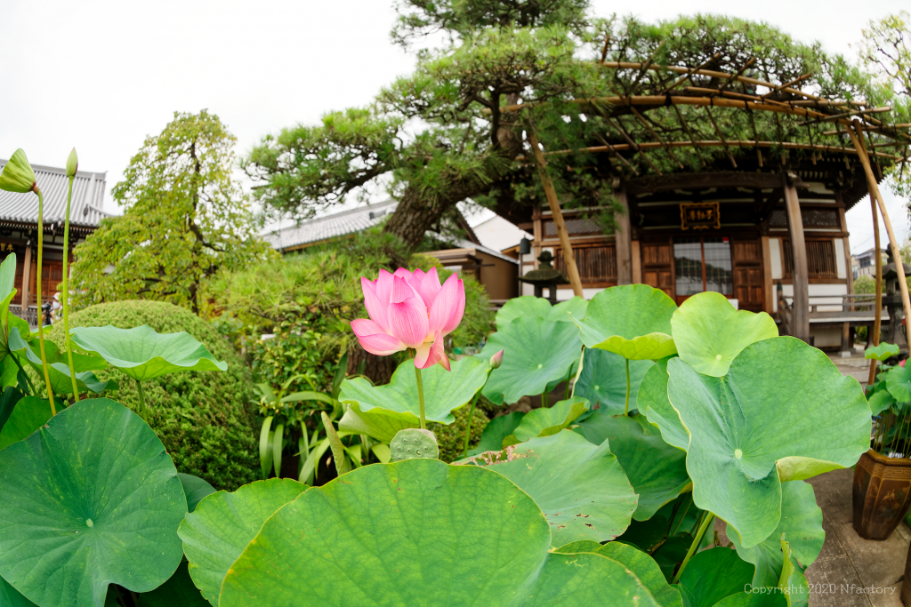 最勝寺（目黄不動）4